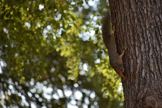 小薩砍下32分20籃板 CJ末節火力全開穆雷意外失誤 國王隊讓鵜鶘收獲三連敗.